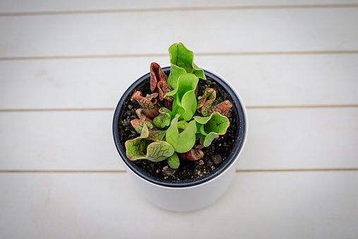 Sarracenia Purpurea "Purple Pitcher"