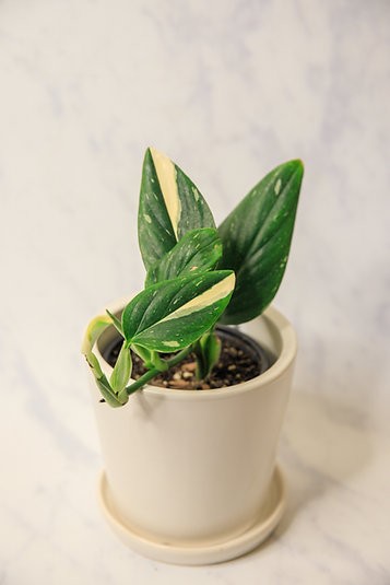 Monstera standleyana 'cobra'