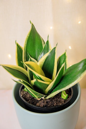 Sansevieria "hahnii Lotus" Snake Plant