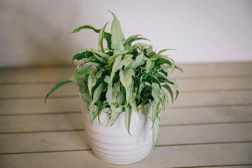 Syngonium - Slank Blad