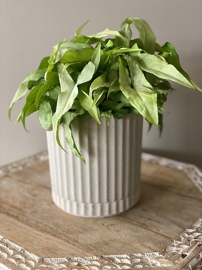 Syngonium - Slank Blad