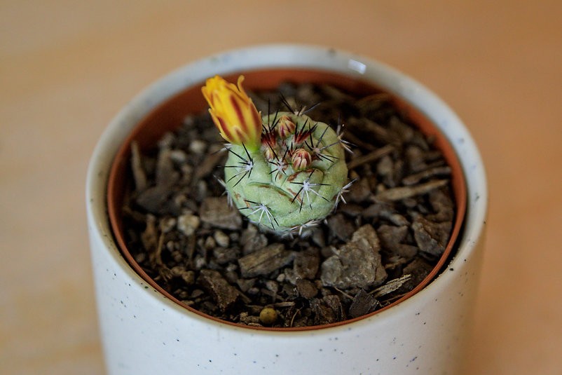 Ortegocactus Macdougallii