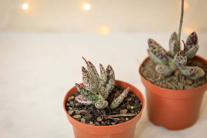 Adromischus festivus (Plovers Egg Plant)
