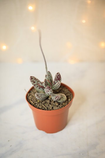 Adromischus festivus (Plovers Egg Plant)