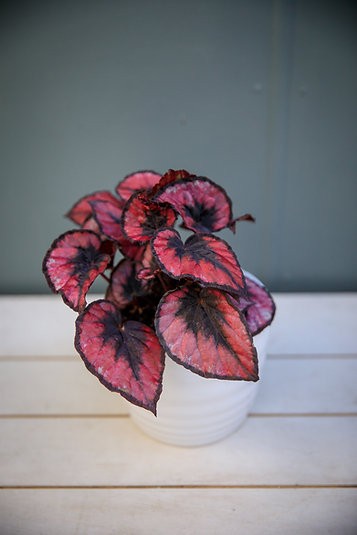 Begonia 'Red Kiss'
