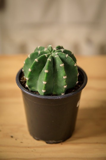 Astrophytum "Sand Dollar" Cactus