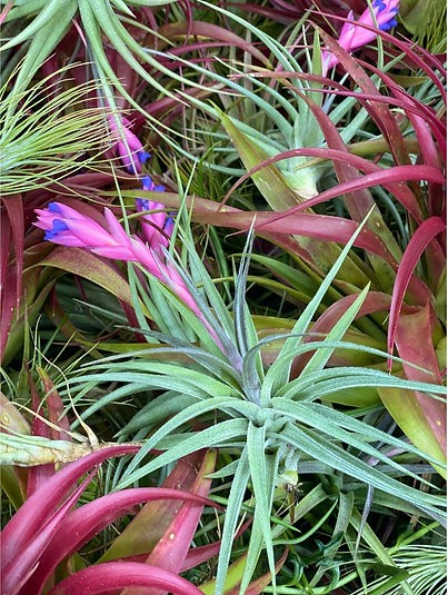 Tillandsia air plant