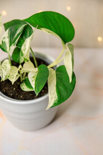 Epipremnum aureum "Half Moon" Pothos