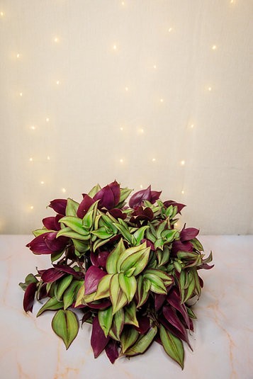 Tradescantia "Zebrina"