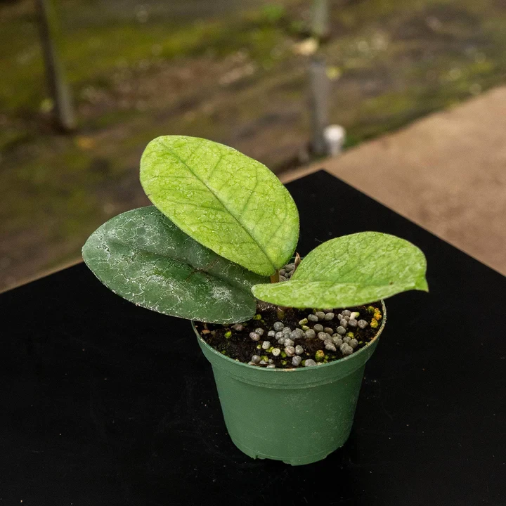 Hoya fungii