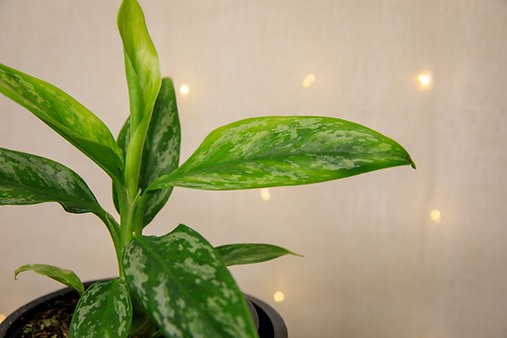 Aglaonema "Jade"