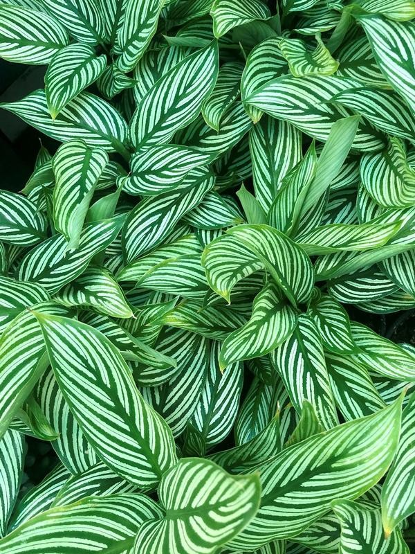 Calathea Vittata