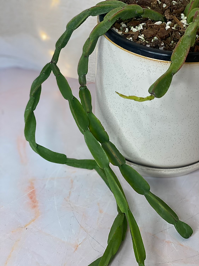 Rhipsalis Paradoxa - Chain Cactus