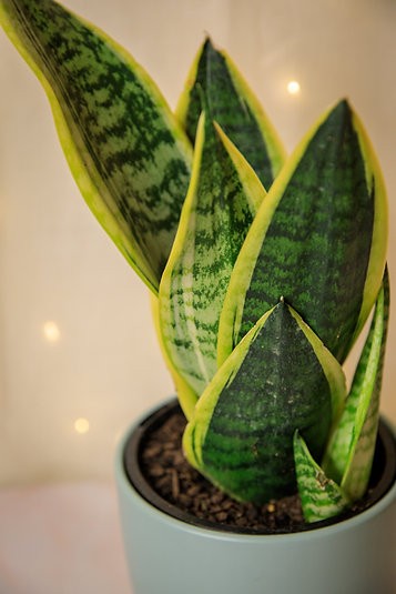 Sansevieria "Futura Superba" Snake Plant