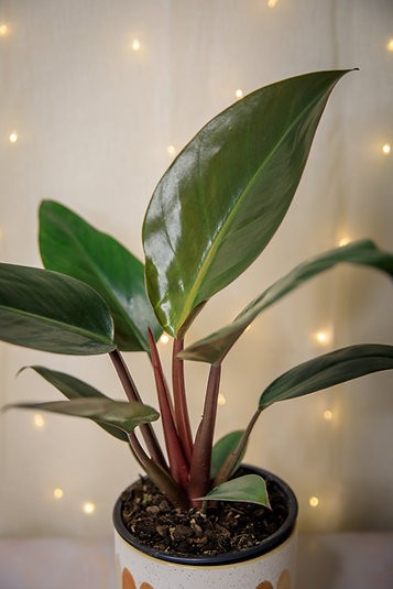 Philodendron "Rojo Congo"