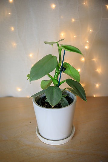 Philodendron Silver Sword