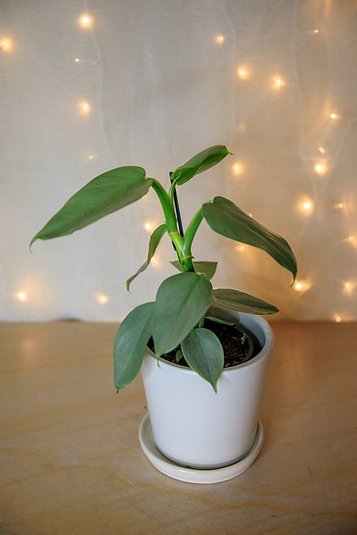 Philodendron Silver Sword