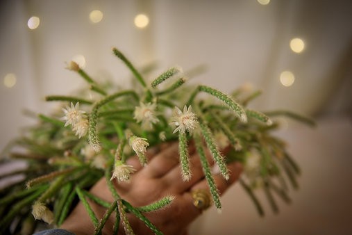Rhipsalis pilocarpa "hairy stemmed rhipsalis"