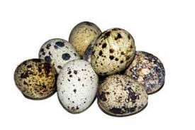 EGG QUAIL PER DOZEN (FRESH DIVISION 8808)