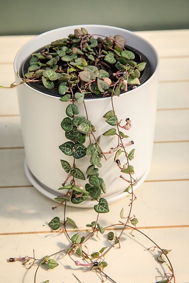 Ceropegia woodii "Chain of Hearts"