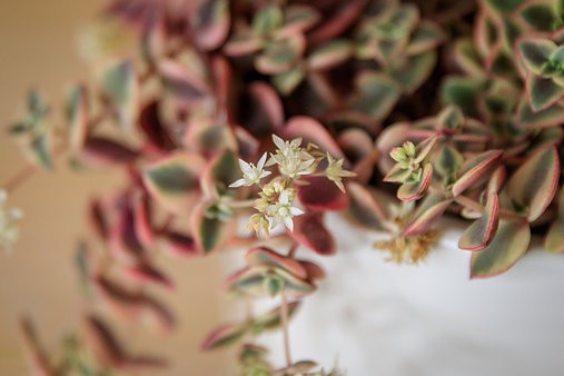 Calico Kitten - Crassula Marginalis Rubra Variegata