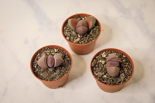 Split rock succulent (Pleiospilos nelii)
