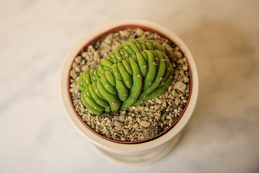 Crested San Pedro Cactus (Trichocereus pachanoi)