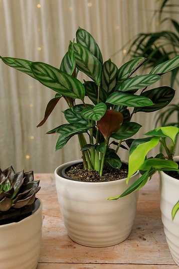 Rippled Cover Pot