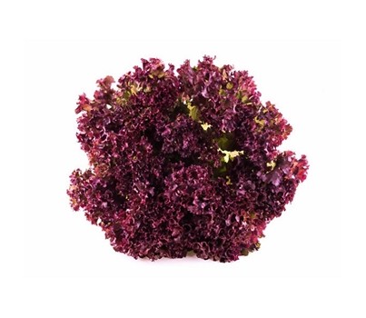 LETTUCE LOLLOROSSO (RED FRILL) (EACH) - [PRODUCE]