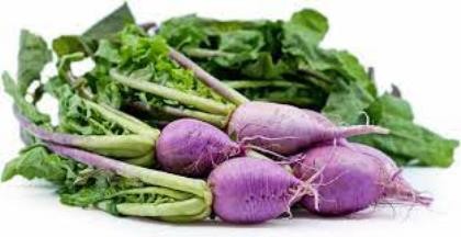 Microgreen Radish Violet Stem