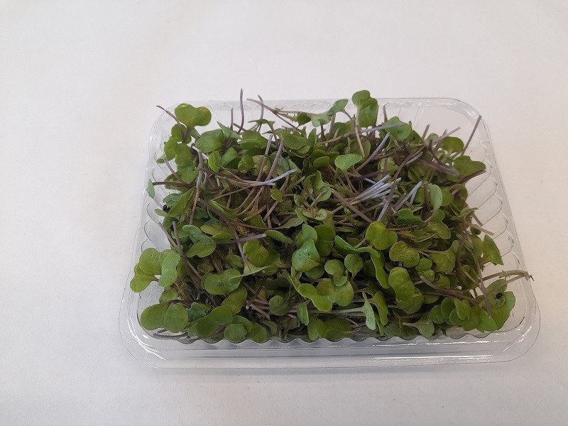 Microgreens Kale