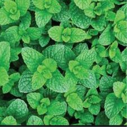 Mint Tips