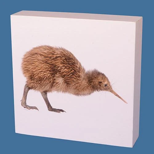 Canvas Kiwi Block