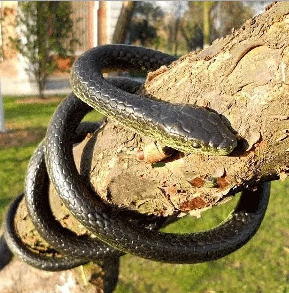 A Toy Snake