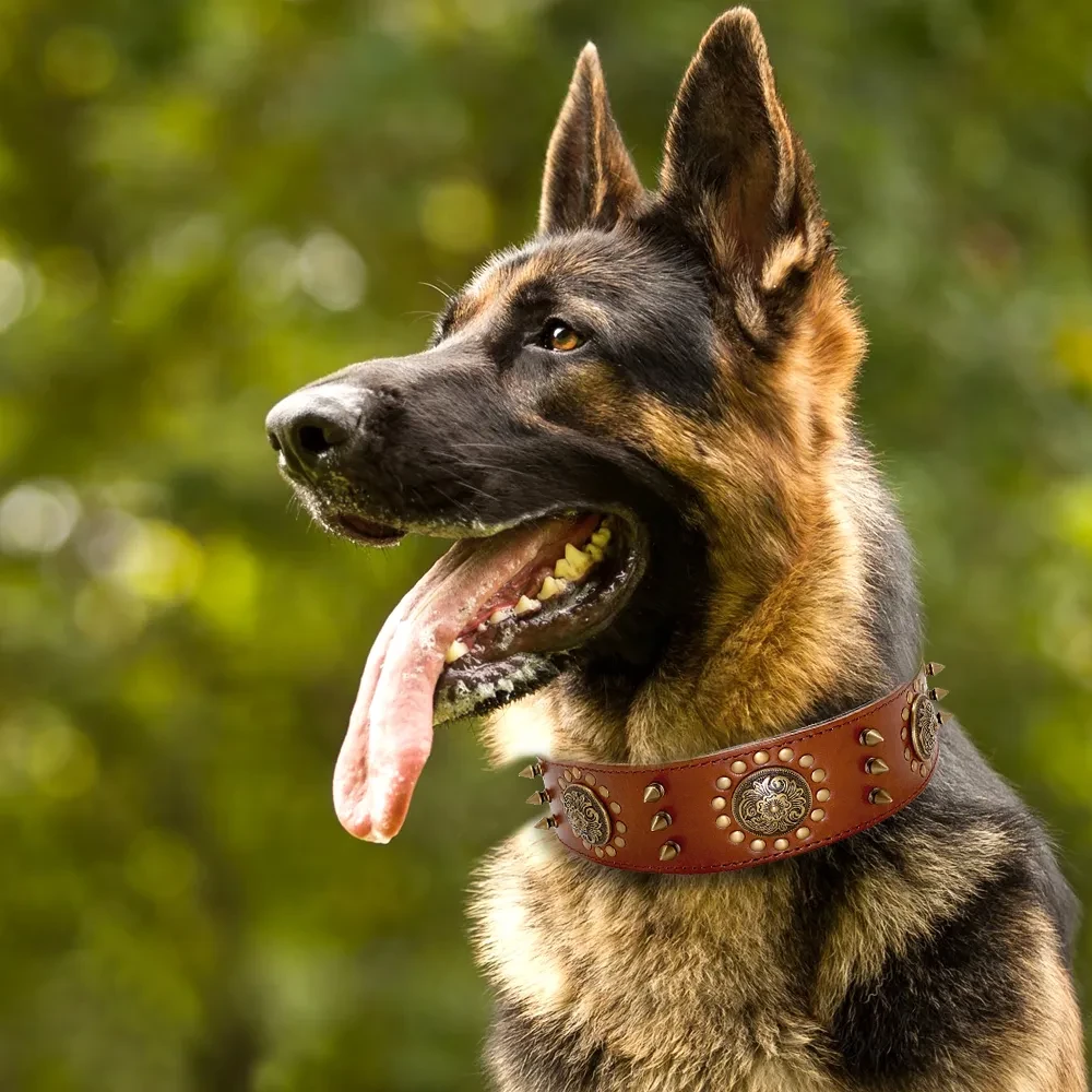 Wide Dog Collars