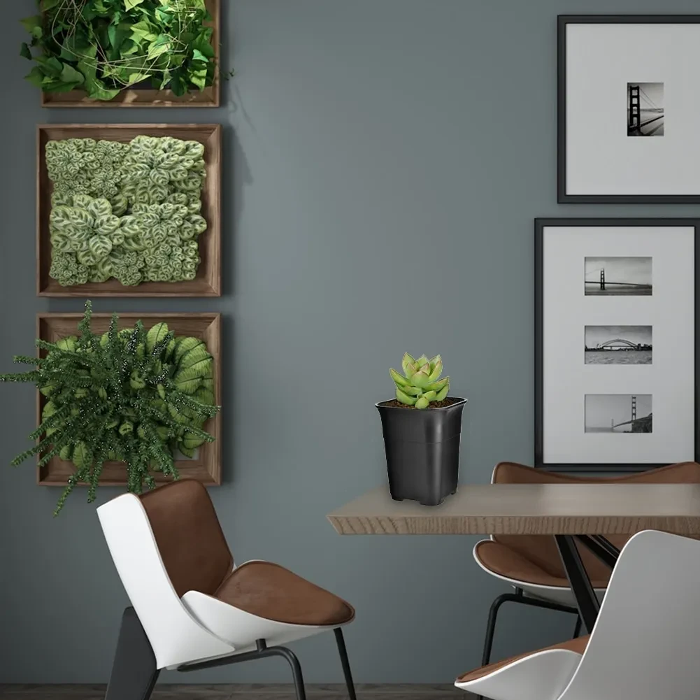 Pot Plants Bulk