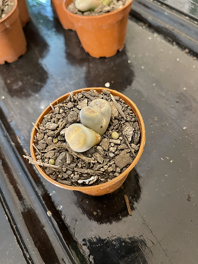 Mutant lithops