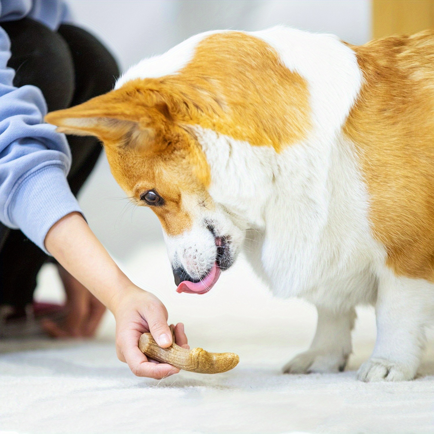 GiGwi Durable Chew Toys for Dogs
