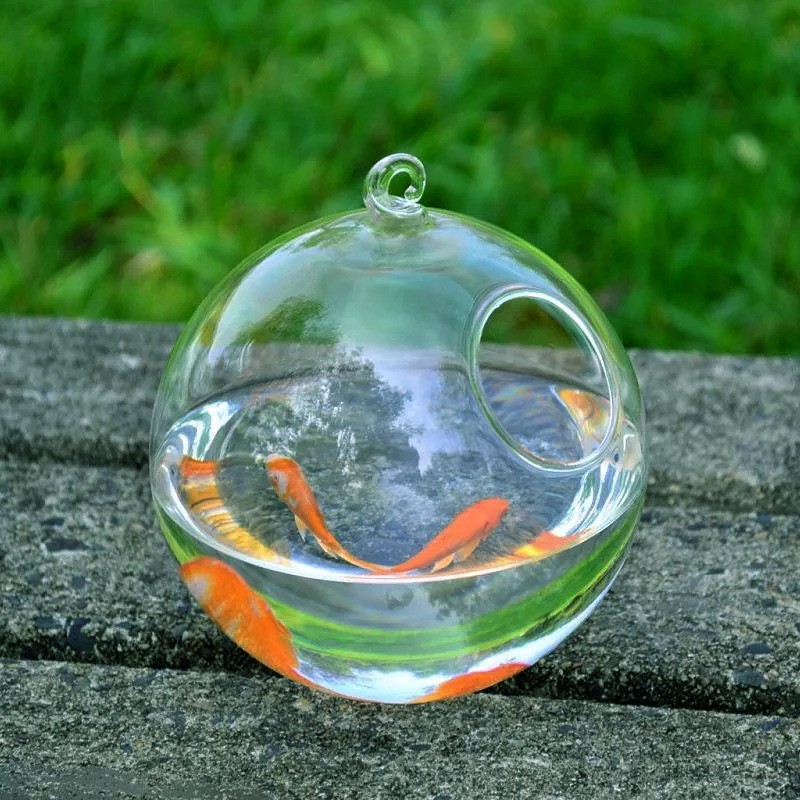 Glass Vase Fish Tank Nz